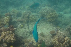 Great Barrier Reef Scuba, Cairns, Australia (Photos)