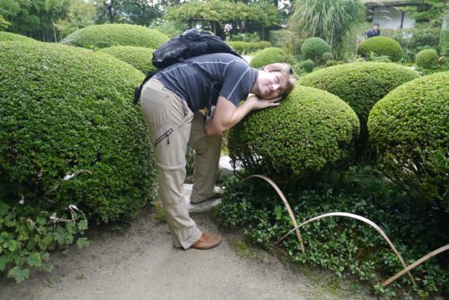 Pillowy Bush