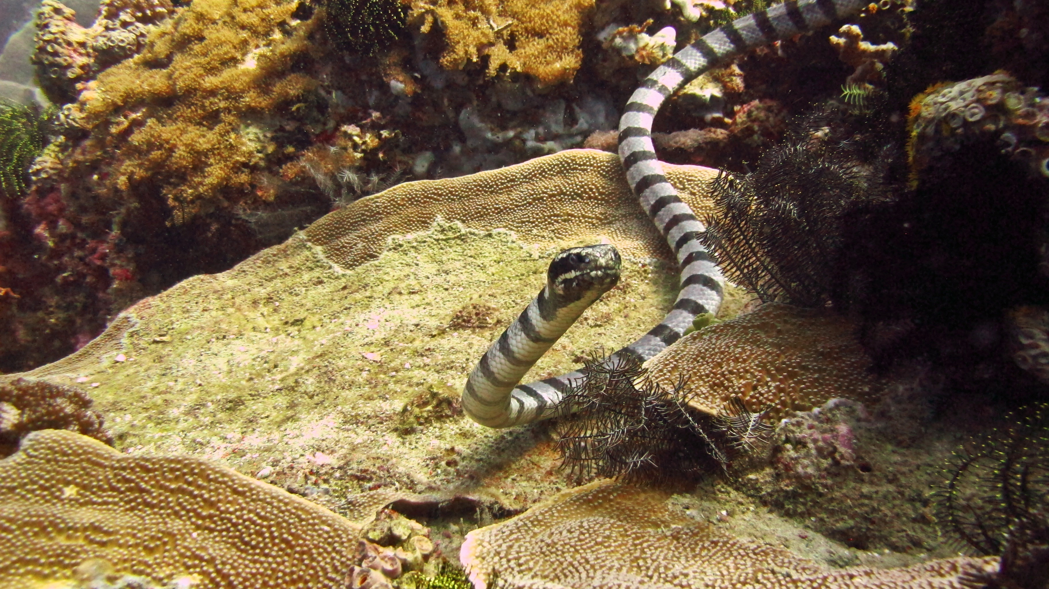 umm, is that a sea snake?